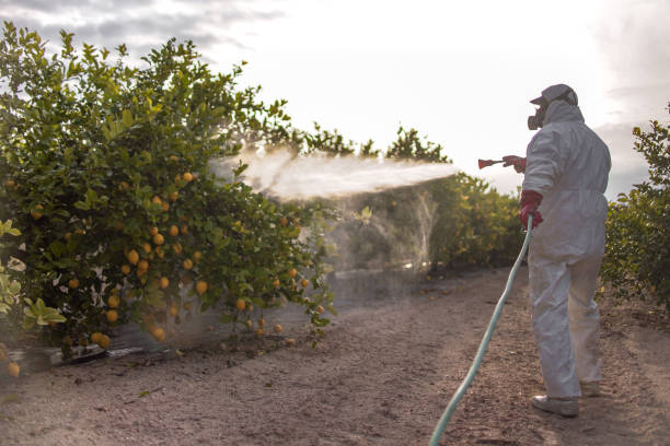 Best Termite Control Services  in Wildwood Lake, TN