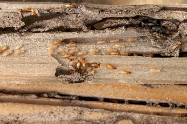 Best Pest Removal Services  in Wildwood Lake, TN