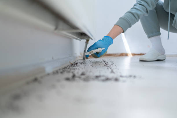 Best Wasp Removal Services  in Wildwood Lake, TN